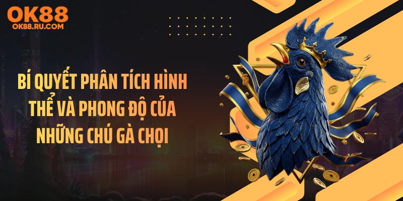 Bí quyết phân tích hình thể và phong độ của những chú gà chọi