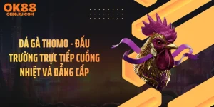 Đá Gà Thomo - Đấu Trường Trực Tiếp Cuồng Nhiệt Và Đẳng Cấp