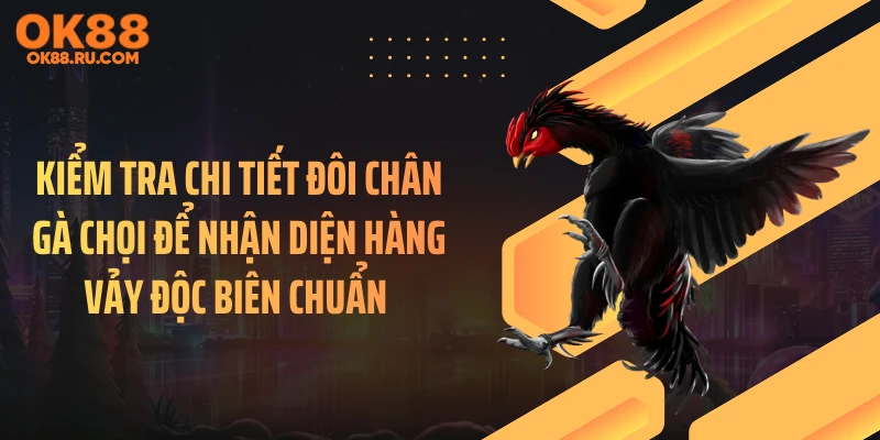 Kiểm tra chi tiết đôi chân gà chọi để nhận diện hàng vảy độc biên chuẩn