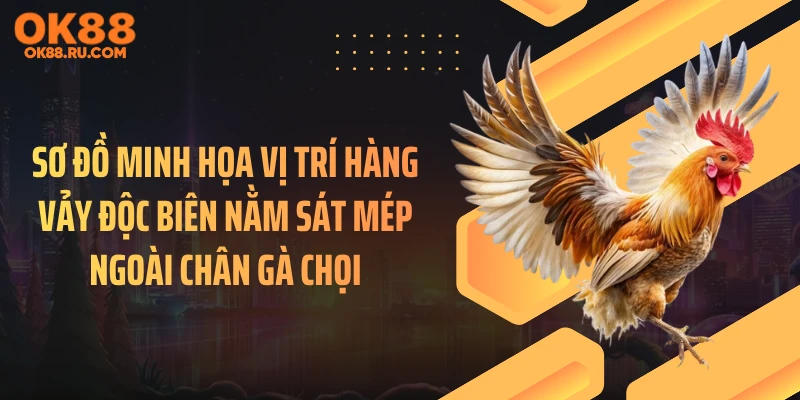 Sơ đồ minh họa vị trí hàng vảy độc biên nằm sát mép ngoài chân gà chọi